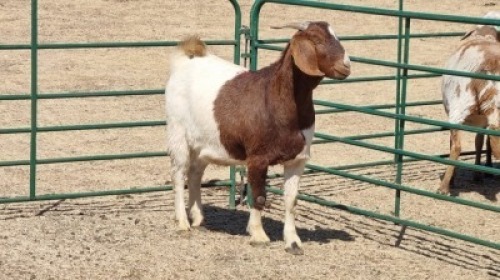 1X BOERBOK DOE HENK BADENHORST