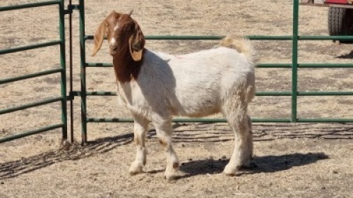 1X BOERBOK DOE HENK BADENHORST