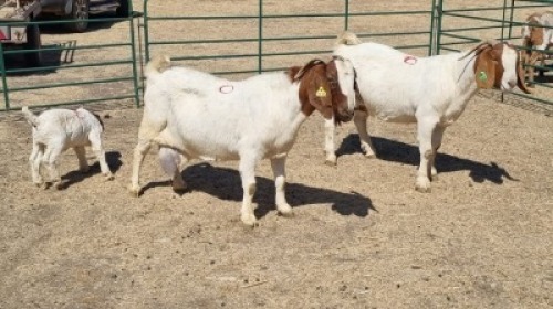 2+1X BOERBOK (PER ITEM) DOE W.A.S. SNYDERS