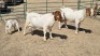 2+1X BOERBOK (PER ITEM) DOE W.A.S. SNYDERS
