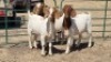 3X BOERBOK (PER ITEM) DOE W.A.S. SNYDERS