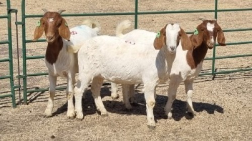 3X BOERBOK (PER ITEM) DOE W.A.S. SNYDERS