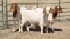 3X BOERBOK (PER ITEM) DOE W.A.S. SNYDERS