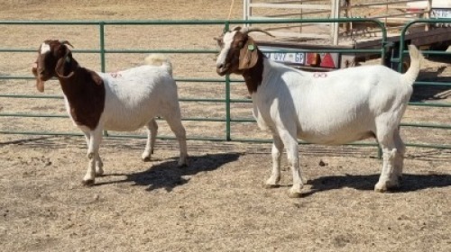 2X BOERBOK (PER ITEM) DOE W.A.S. SNYDERS