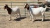 2X BOERBOK (PER ITEM) DOE W.A.S. SNYDERS