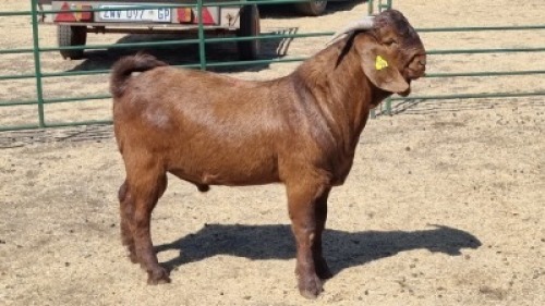 1X KALAHARI RED BUCK SUSAN KOTZE