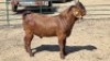 1X KALAHARI RED BUCK SUSAN KOTZE