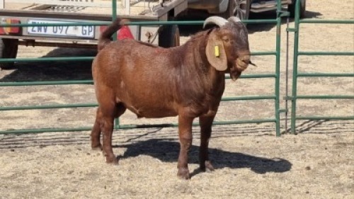 1X KALAHARI RED BUCK SUSAN KOTZE