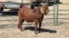 1X KALAHARI RED BUCK SUSAN KOTZE