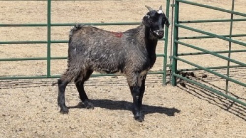 1X MBUZI KAPATER CH BOERDERY