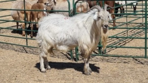 1X MBUZI BUCK CH BOERDERY