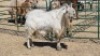 1X MBUZI BUCK CH BOERDERY