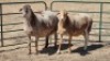 2X MEATMASTER (PER ITEM) EWE FANIE ROOTMAN