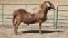 1X MEATMASTER RAM LEON VAN TUBBERGH
