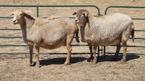 2X MEATMASTER (PER ITEM) EWE LEON VAN TUBBERGH