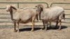 2X MEATMASTER (PER ITEM) EWE LEON VAN TUBBERGH