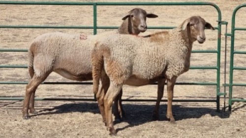 2X MEATMASTER (PER ITEM) EWE LEON VAN TUBBERGH