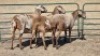 3X MEATMASTER (PER ITEM) EWE LEON VAN TUBBERGH