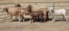 3+3X MEATMASTER (PER ITEM) EWE LEON VAN TUBBERGH