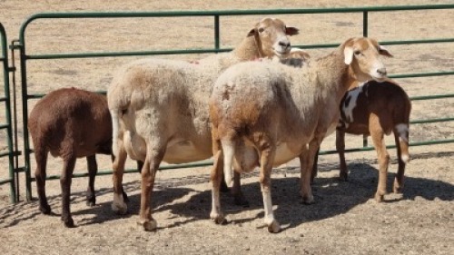 2+2X MEATMASTER (PER ITEM) EWE LEON VAN TUBBERGH
