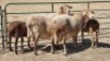 2+2X MEATMASTER (PER ITEM) EWE LEON VAN TUBBERGH