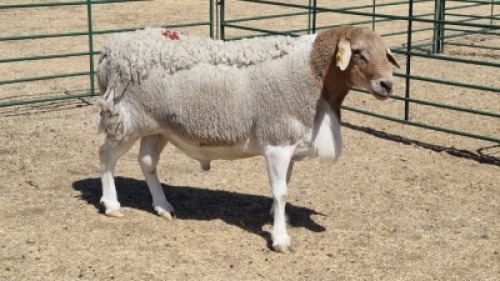 1X MEATMASTER RAM CROUS 89 (PTY) LDT