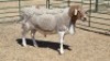 1X MEATMASTER RAM CROUS 89 (PTY) LDT