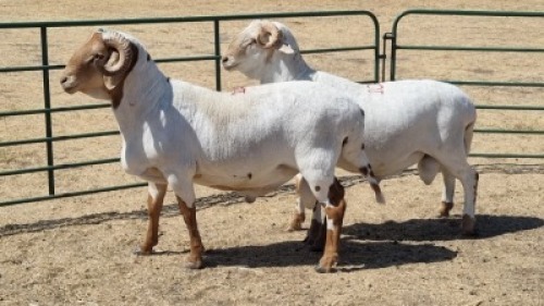 2X MEATMASTER (PER ITEM) RAM CROUS 89 (PTY) LDT