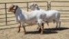 2X MEATMASTER (PER ITEM) RAM CROUS 89 (PTY) LDT