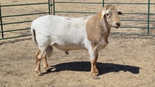 1X MEATMASTER RAM CROUS 89 (PTY) LDT