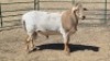 1X MEATMASTER RAM CROUS 89 (PTY) LDT