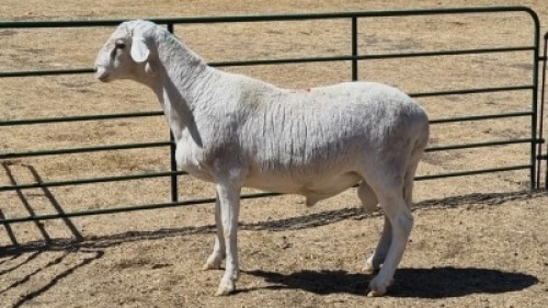 1X MEATMASTER RAM CROUS 89 (PTY) LDT