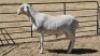 1X MEATMASTER RAM CROUS 89 (PTY) LDT