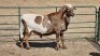 1X MEATMASTER RAM WITFONTEIN MEATMASTERS