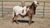 1X MEATMASTER RAM WITFONTEIN MEATMASTERS