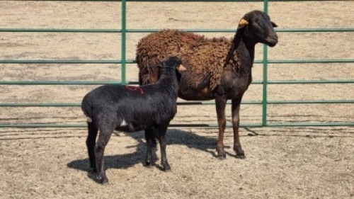 1+1X MEATMASTER (PER ITEM) EWE WITFONTEIN MEATMASTERS