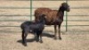 1+1X MEATMASTER (PER ITEM) EWE WITFONTEIN MEATMASTERS