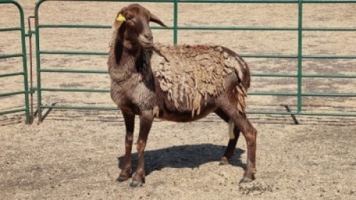 1X MEATMASTER EWE WITFONTEIN MEATMASTERS