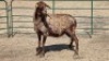 1X MEATMASTER EWE WITFONTEIN MEATMASTERS