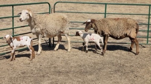 2+2X MEATMASTER (PER ITEM) EWE WITFONTEIN MEATMASTERS