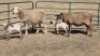 2+2X MEATMASTER (PER ITEM) EWE WITFONTEIN MEATMASTERS