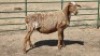 1X MEATMASTER EWE WITFONTEIN MEATMASTERS