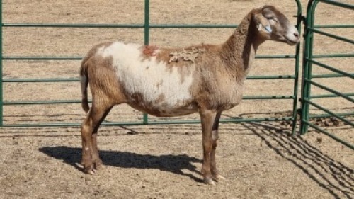 1X MEATMASTER EWE WITFONTEIN MEATMASTERS