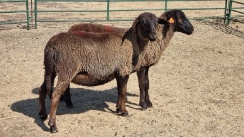 2X MEATMASTER (PER ITEM) EWE WITFONTEIN MEATMASTERS