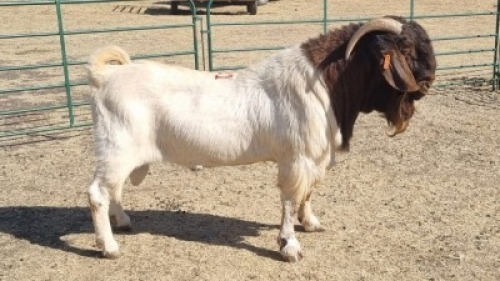 1X BOERBOK RAM NARDUS