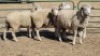 4X ILE DE FRANCE (PER ITEM) EWE JOHANN FISCHER