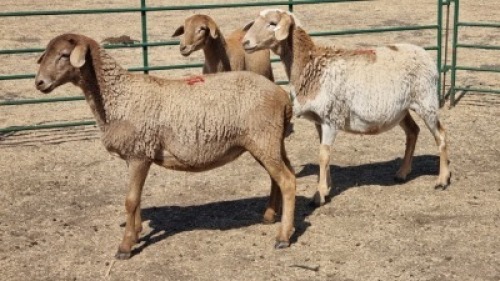 3X MEATMASTER EWE WITFONTEIN MEATMASTERS