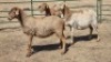 3X MEATMASTER EWE WITFONTEIN MEATMASTERS