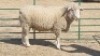 1X DORMER RAM HENNIE BEKKER