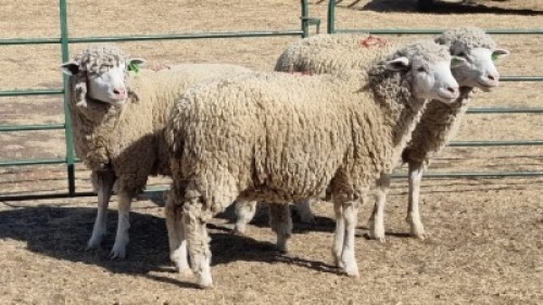 3X ILE DE FRANCE (PER ITEM) EWE JOHANN FISCHER